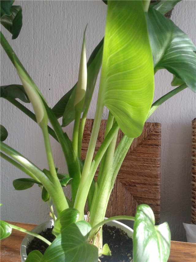 Calla